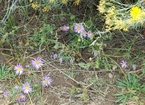 GDMBR: Roadside Flowers (in October).